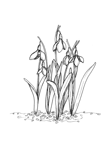 Illustrated wall art design of snowdrop flowers in black and white